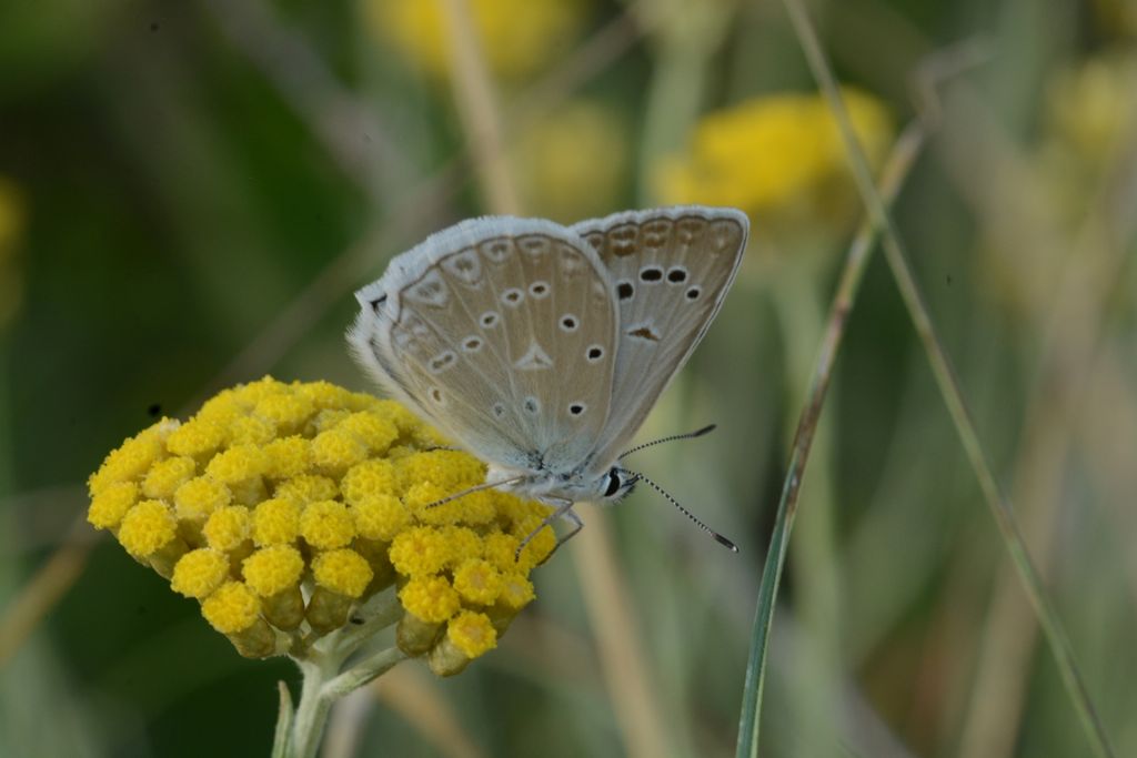 Licenide da determinare - Polyommatus (Meleageria) daphnis